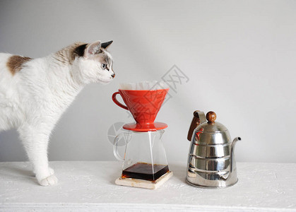 白猫和倒在红汤里的滴咖啡凯特尔鸡尾图片