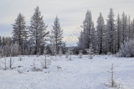 美丽的冬天风景树木枝叶上的霜图片