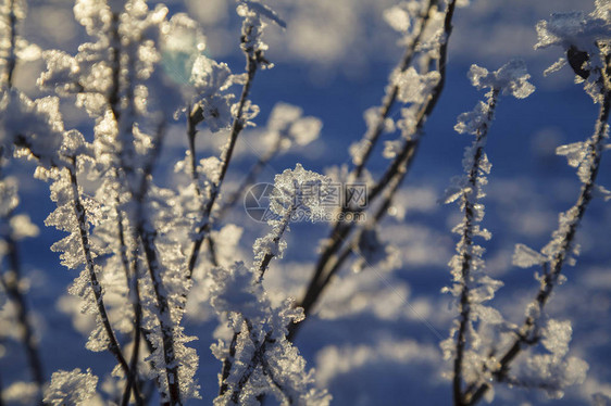 树枝冻在冰里冰冻的树枝在冬季森林中冰冻的图片