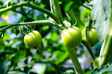 灌木上西红柿的绿色未成熟果实工作室照片图片