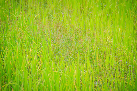 农业季节有机稻田中绿色稻树背景的叶子图片