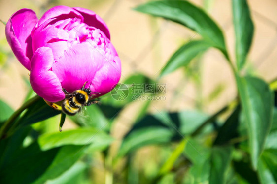 大黄蜂坐在小花上图片