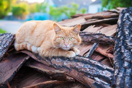 美丽的红猫在夏图片