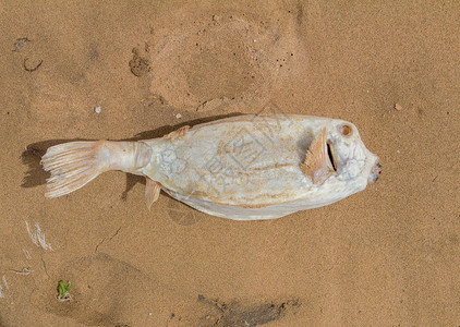 死在沙滩上的白色河豚鱼图片