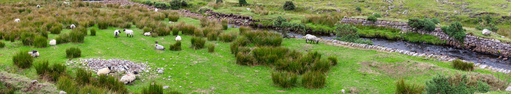 牧羊群的全景爱尔兰西格图片