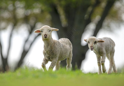 草地上可爱的小羊羔图片