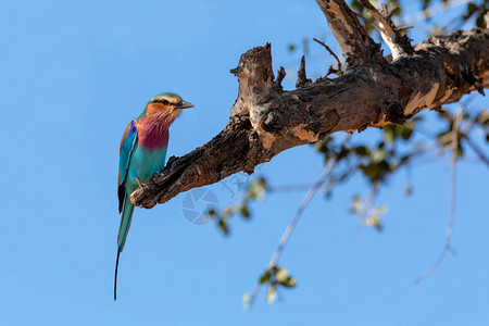 美丽的彩色鸟海鲜红云Coraciascaudata乔贝公园博茨瓦纳狩图片