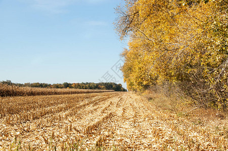 金色秋天风景树木的景色图片