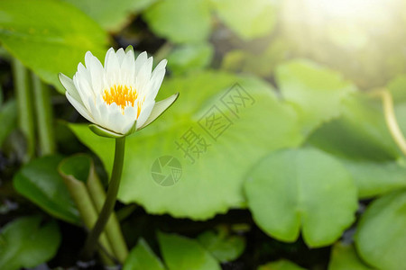 黄莲花或荷花与池塘中的绿叶图片