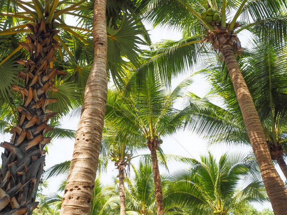 椰子树和棕榈树象征着大海图片