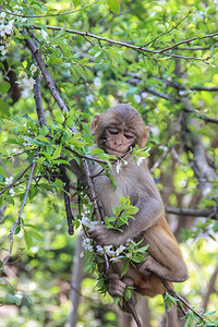 一只可爱谦和的猴子坐在树枝图片