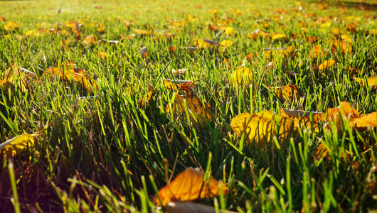 黄叶在绿草中落叶在秋天的开始图片
