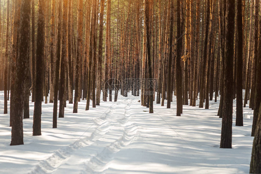 冬季松林风景在树间下大雪汽车或ATV在降图片