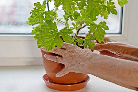 照顾家用植物的老年妇图片