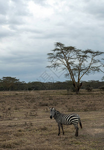 肯尼亚丛林中的斑马在图片
