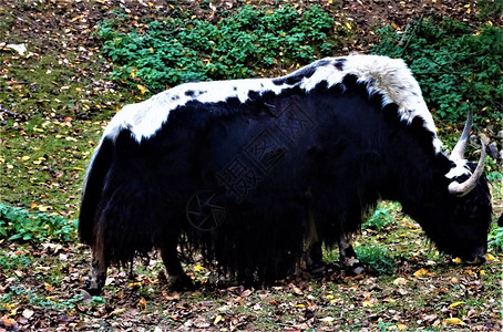 在森林里吃草的雄黑白牦牛图片