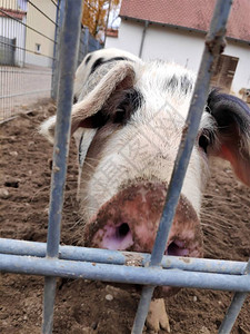 本特海姆黑猪被关在栅栏后面图片