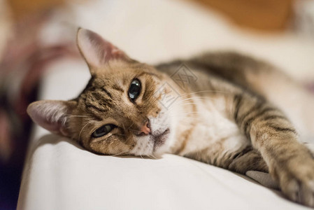 懒,懒又滑稽的小猫咪背景