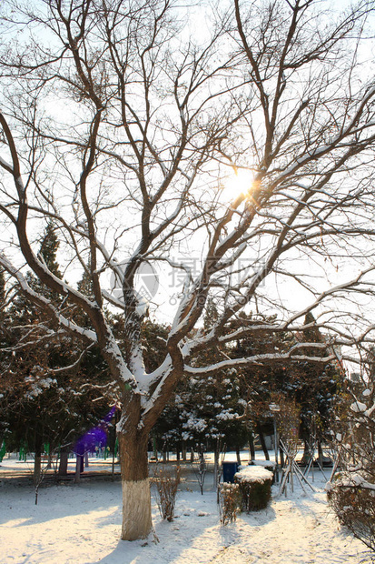 雪中树木图片