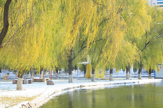 冬天的柳树图片