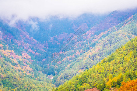 秋季山周围有很多树叶多姿彩的花叶背景图片