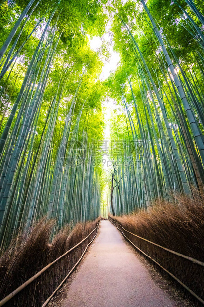 日本京都林中美丽的竹林景色青图片