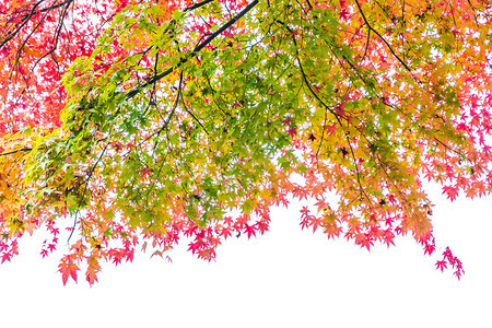 秋季树上美丽的红绿枫叶背景图片