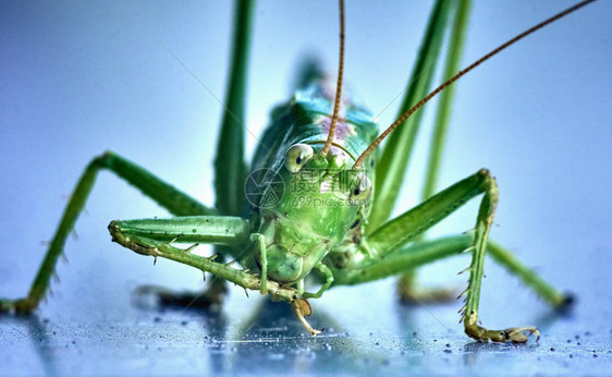 在昆虫Tettigoniaviridissima蚱蜢伟大的绿色丛林蟋蟀的宏观特写镜头图片