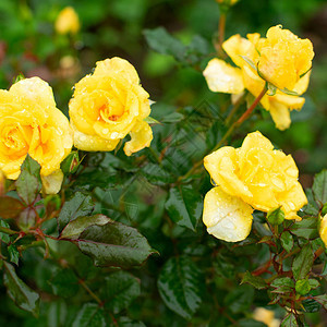 花园布花厂的黄玫瑰布什模糊了背景选择焦图片