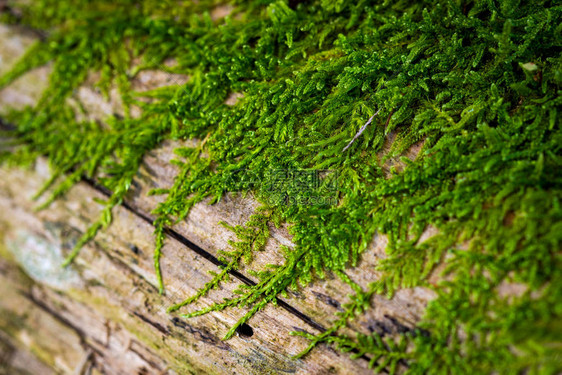 蘑菇在木质表面上的鲜绿色苔藓图片