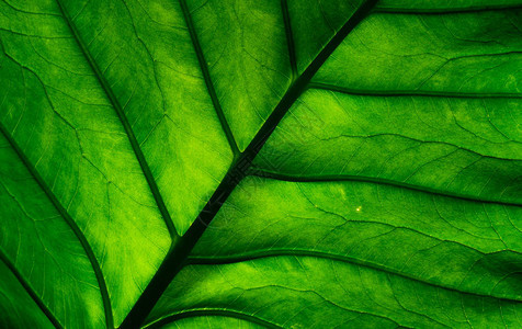 绿色叶子的宏图解自然绿叶纹理背景有机产图片