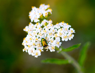 闪亮的金绿色金属色可能甲虫坐在一朵白蓍草上绿色金龟子昆虫授粉白色背景图片