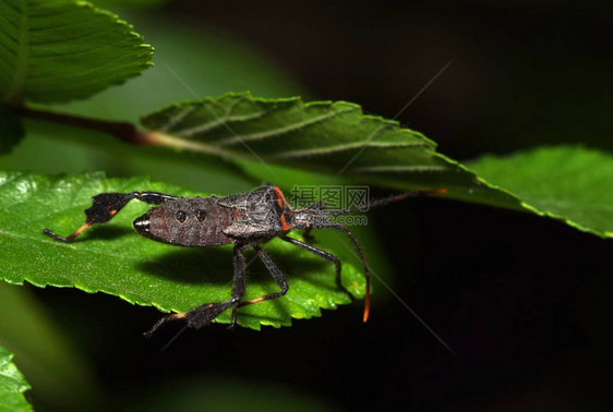 夜间叶子上的未成熟叶足虫这只若虫在成熟之前还有一两个蜕皮阶段照片摄于德克图片