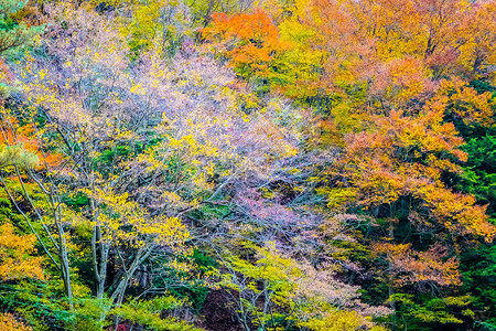 秋季山周围有很多树叶多姿彩的花叶图片