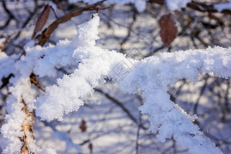 雪下树木上的冰冻树枝注图片