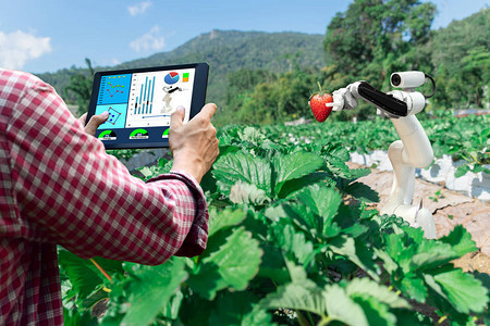 智能机器人农民草莓在农业未来机器人自动化工图片
