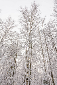 冷雪中的桦树图片