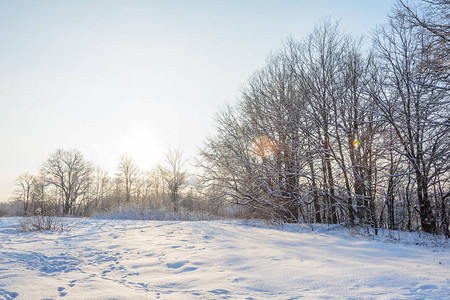 大自然冬季森林格罗夫雪中图片