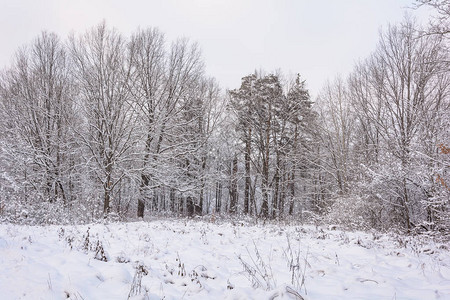 自然冬季森林格罗夫雪中的树图片