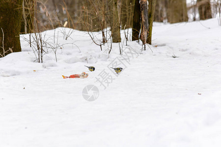 山雀是森林里冰冷的雪地上的废物图片