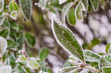 黑色浆果灌木的叶子和树枝上的雪图片