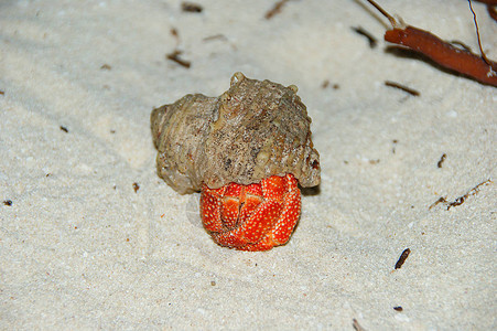 草莓土地HermitCrabCoenobitaperlatu背景图片