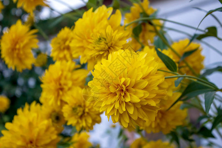 花园菊花特写在花园里图片