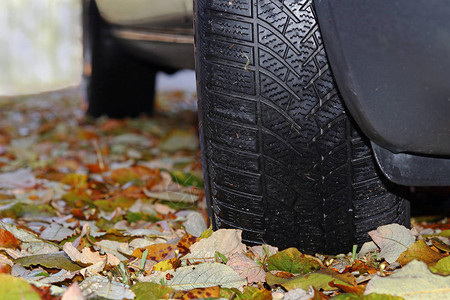 冬季和秋季的冬季轮胎湿滑树图片