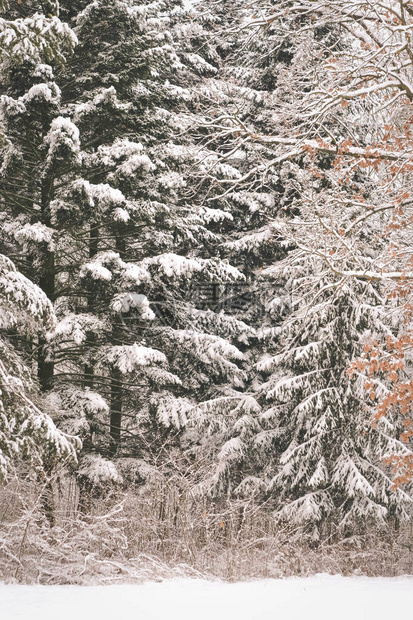 树松云杉在神奇的森林冬日雪林自然新年圣诞节rembling风景冬天背景梦幻般的童话般的神奇景观图片