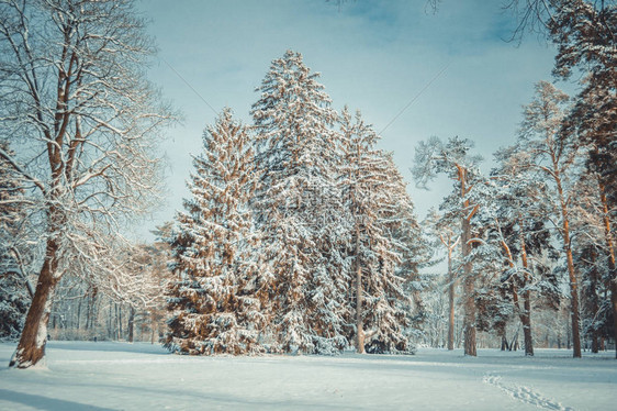 树松云杉在神奇的冬日雪林自然圣诞节rembling风景冬天般的童话般的神奇景观图片