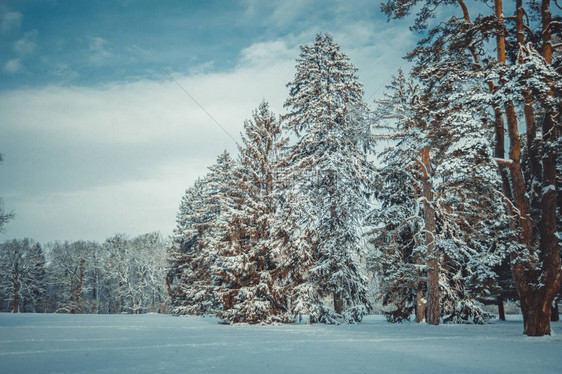 树松云杉在神奇的森林冬日雪林自然圣诞节rembling风景冬天背景般的童话般的神奇景观图片