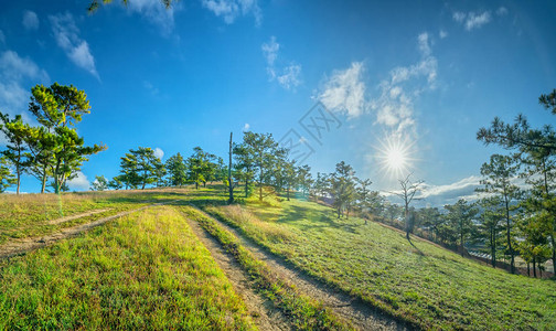 在高原升起时从山下松树林醒来迎来图片