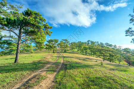 通往越南大湖高原山丘上松树林的足迹图片