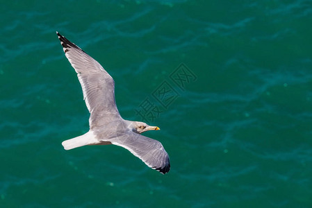自然飞行的海鸥自然图片